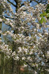 Le jardin Japonais de Hasselt - le printemps 2  50 