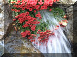 Jardin Japonais de Hasselt