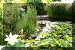 JARDIN AQUATIQUE 9  40 