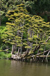 Le parc Oriental de Maulvrier en 2009 - visite du parc page 3  25 