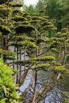 Le parc Oriental de Maulvrier en 2009 - visite du parc page 4  25 