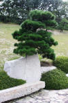 Hiroshima Garden page 2  41 