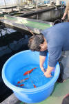 Koi Hunting of Danny's koi caf november 2008 - Breeder Koi show on Minuma koi farm 2008  37 