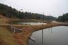 Koi Hunting of Danny's koi caf november 2008 - Sakai fish farm harvest in mud pond 1  10 