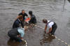 Koi Hunting of Danny's koi caf november 2008 - Sakai fish farm harvest in mud pond 1  11 