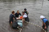 Koi Hunting of Danny's koi caf november 2008 - Sakai fish farm harvest in mud pond 1  34 