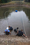 Koi Hunting of Danny's koi caf november 2008 - Sakai fish farm harvest in mud pond 2  14 