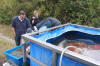 Koi Hunting of Danny's koi caf november 2008 - Sakai fish farm harvest in mud pond 2  26 