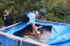 Koi Hunting of Danny's koi caf november 2008 - Sakai fish farm harvest in mud pond 2  29 