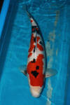 Koi Hunting of Danny's koi caf november 2008 - Sakai fish farm harvest in mud pond 3  6 