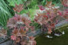 Miroir d'eau Aqualife - bassin de jardin de dmonstration 1   22 