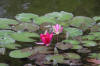 Miroir d'eau Aqualife - bassin de jardin de dmonstration 2  33 