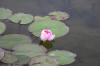 Miroir d'eau Aqualife - bassin de jardin de dmonstration 2  32 