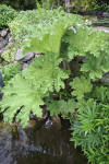 Miroir d'eau Aqualife - bassin de jardin de dmonstration 3  21 