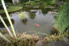 Miroir d'eau Aqualife - bassin de jardin de dmonstration 3  5 