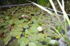 Miroir d'eau Aqualife - Les plantes aquatique   19 