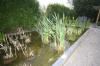 Miroir d'eau Aqualife - Les plantes aquatique   17 