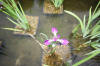 Miroir d'eau Aqualife - Les plantes aquatique   13 