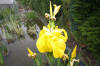 Miroir d'eau Aqualife - Les plantes aquatique   9 