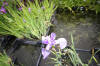 Miroir d'eau Aqualife - Les plantes aquatique   7 