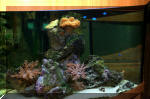 biotop les aquariums  5 