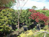 Paradise of Japanese Ko les plantes  2 