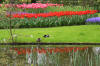 Keukenhof un festival de tulipe page 11  22 