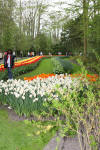 Keukenhof un festival de tulipe page 2  20 