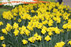 Keukenhof un festival de tulipe page 3  39 
