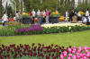 Keukenhof un festival de tulipe page 8  27 