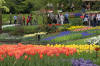 Keukenhof un festival de tulipe page 9  40 