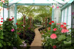 Les serres Royal de Belgique - Les Fuchsias  30 