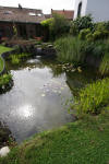 Bassin de jardin naturel  Lasne - Vue gnrale  31 