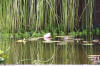 Bassin de jardin naturel  Lasne - Vue gnrale  11 