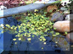 Le jardin aquatique du Brainois et de Lucette 1  18 