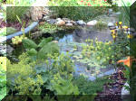 Le jardin aquatique du Brainois et de Lucette 1  10 