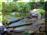 Le jardin aquatique du Brainois et de Lucette 2  42 