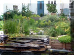 Le jardin aquatique du Brainois et de Lucette 2  27 