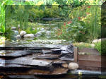 Le jardin aquatique du Brainois et de Lucette 2  23 