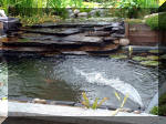 Le jardin aquatique du Brainois et de Lucette 2  22 