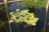 Le bassin de jardin naturel de Mimulus  25 