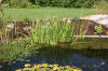 Le bassin de jardin naturel de Mimulus  20 