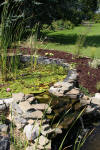 Le bassin de jardin naturel de Mimulus  2 