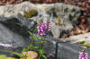 Le bassin de jardin naturel de Mimulus  14 