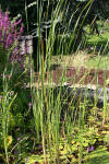 Le bassin de jardin naturel de Mimulus  5 