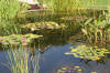 Le bassin de jardin naturel de Mimulus  11 