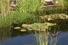 Le bassin de jardin naturel de Mimulus  8 