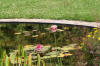 Le bassin de jardin naturel de Mimulus 2  14 