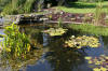 Le bassin de jardin naturel de Mimulus 2  9 