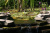 Le bassin de jardin naturel de Mimulus 2  8 